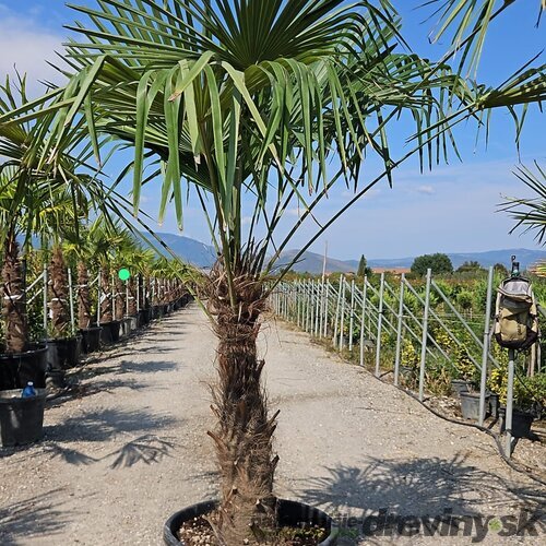 Mrazuvzdorná palma Chamaerops Excelsa 60/100 cm v črepníku 10l Chamaerops Excelsa