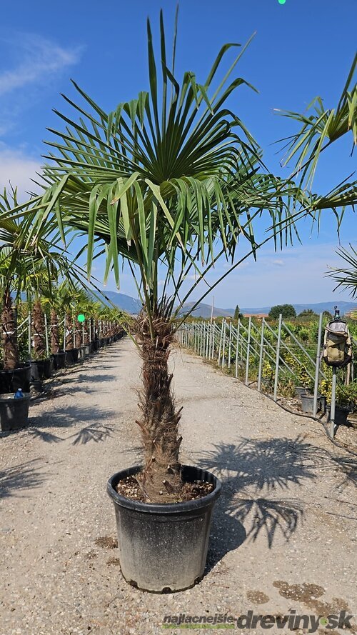 Mrazuvzdorná palma Chamaerops Excelsa 60/100 cm v črepníku 10l Chamaerops Excelsa