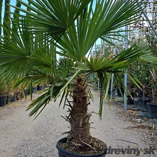 Mrazuvzdorná palma Chamaerops Excelsa, na kmienku 60/80 cm, celková výška 130/160 cm, v črepníku 60l Trachycarpus fortunei