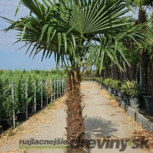 Mrazuvzdorná palma Chamaerops Excelsa (Trachycarpus Fortunei), na kmienku 100/120 cm, celková výška 150/200 cm, v črepníku 70l Trachycarpus fortunei