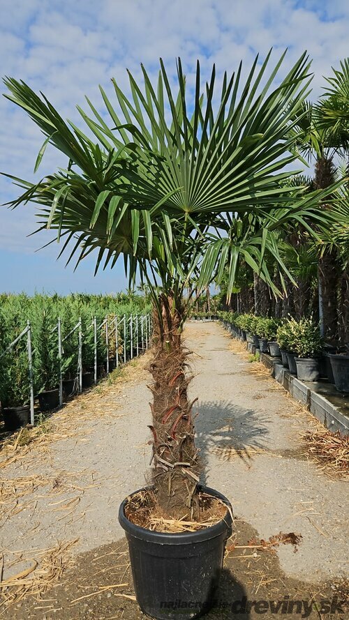 Mrazuvzdorná palma Chamaerops Excelsa (Trachycarpus Fortunei), na kmienku 100/120 cm, celková výška 150/200 cm, v črepníku 70l Trachycarpus fortunei