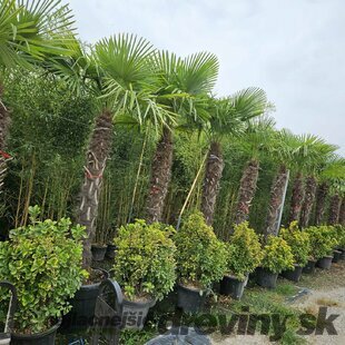 Mrazuvzdorná palma Chamaerops Excelsa (Trachycarpus Fortunei), na kmienku 160/180 cm, celková výška 220/260 cm, v črepníku 100l Trachycarpus fortunei