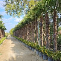 Mrazuvzdorná palma Chamaerops Excelsa (Trachycarpus Fortunei), na kmienku 220/230 cm, celková výška 260+ cm, v črepníku 120l Trachycarpus fortunei