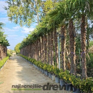 Mrazuvzdorná palma Chamaerops Excelsa (Trachycarpus Fortunei), na kmienku 230/250 cm, celková výška 300/+ cm, v črepníku 130l Trachycarpus fortunei