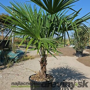 Mrazuvzdorná palma Chamaerops Excelsa (Trachycarpus Fortunei), na kmienku 30/40 cm, celková výška 120/150 cm, v črepníku 30l Trachycarpus fortunei