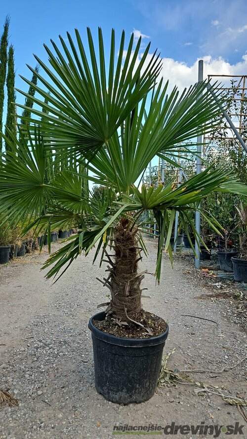 Mrazuvzdorná palma Chamaerops Excelsa (Trachycarpus Fortunei), na kmienku 60/80 cm, celková výška 150/170 cm, v črepníku 50l Trachycarpus fortunei