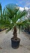Mrazuvzdorná palma Chamaerops Excelsa (Trachycarpus Fortunei), na kmienku 60/80 cm, celková výška 150/170 cm, v črepníku 50l Trachycarpus fortunei