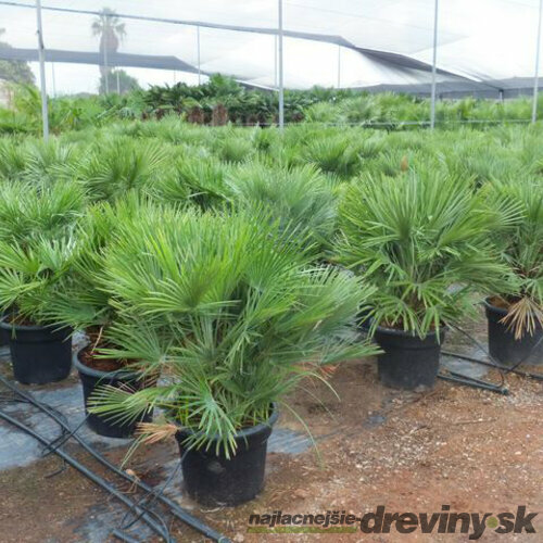 Mrazuvzdorná palma Chamaerops Humilis 30/40 cm, v črepníku Chamaerops Humilis