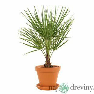 Mrazuvzdorná palma Chamaerops Humilis 70/90 cm, v črepníku Chamaerops Humilis