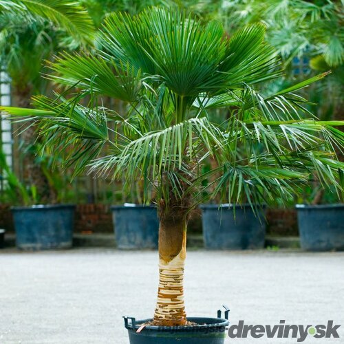 Mrazuvzdorná palma na kmienku 40/60cm, celková výška 150/160 cm, v črepníku Trachycarpus fortunei