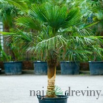 Mrazuvzdorná palma na kmienku 50/70cm, celková výška 180/200 cm, v črepníku Trachycarpus fortunei