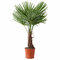 Mrazuvzdorná palma, výška 30/50 cm, v črepníku Trachycarpus fortunei