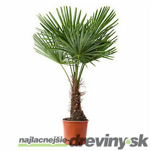 Mrazuvzdorná palma, výška 30/50 cm, v črepníku Trachycarpus fortunei