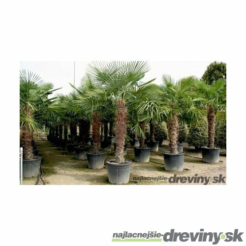 Mrazuvzdorná palma výška kmienka 120/130 cm, celková výška 200/250 cm, v črepníku Trachycarpus fortunei