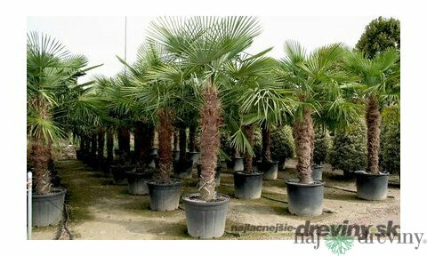 Mrazuvzdorná palma výška kmienka 120/130 cm, celková výška 200/250 cm, v črepníku Trachycarpus fortunei