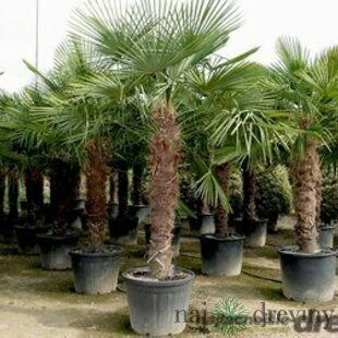 Mrazuvzdorná palma výška kmienka 120/130 cm, celková výška 200/250 cm, v črepníku Trachycarpus fortunei
