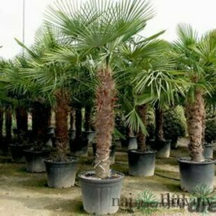 Mrazuvzdorná palma výška kmienka 15/25 cm, celková výška 60/80 cm, v črepníku Trachycarpus fortunei