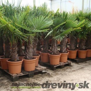 Mrazuvzdorná palma výška kmienka 200/220 cm, celková výška 400/500 cm, v črepníku Trachycarpus fortunei