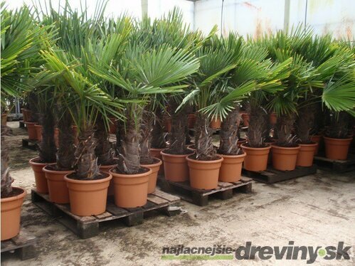 Mrazuvzdorná palma výška kmienka 200/220 cm, celková výška 400/500 cm, v črepníku Trachycarpus fortunei