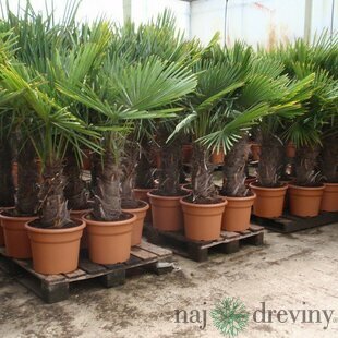 Mrazuvzdorná palma výška kmienka 200/220 cm, celková výška 400/500 cm, v črepníku Trachycarpus fortunei