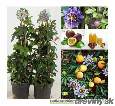Múčenka jedlá Purple Giant 20/40 cm, v črepníku Passiflora caerulea