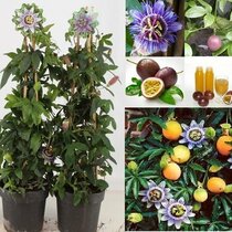 Múčenka jedlá Purple Giant 20/40 cm, v črepníku Passiflora caerulea