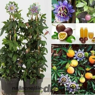 Múčenka jedlá Purple Giant 20/40 cm, v črepníku Passiflora caerulea