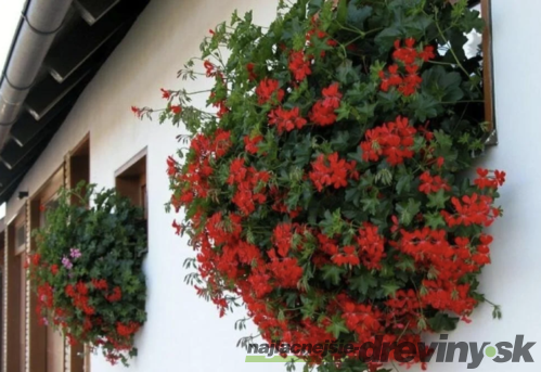 Muškát previsnutý červený, výška 20/25 cm v kvetináči Pelargonium peltatum