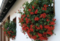 Muškát previsnutý červený, výška 20/25 cm, v okrasnom závesnom kvetináči 3l Pelargonium peltatum