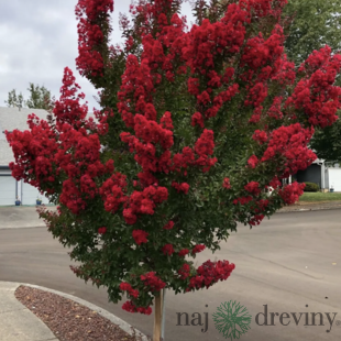 Myrta krepová červená 20/40 cm, v črepníku Lagerstroemia indica