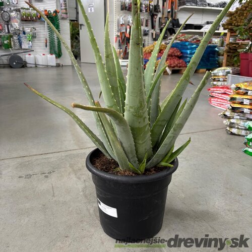 Nádherné Agave, výška 50/70 cm, v črepníku 15l Agave