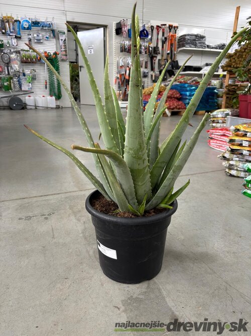 Nádherné Agave, výška 50/70 cm, v črepníku 15l Agave