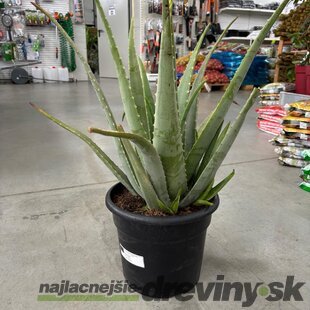 Nádherné Agave, výška 50/70 cm, v črepníku 15l Agave