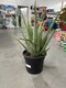 Nádherné Agave, výška 50/70 cm, v črepníku 15l Agave