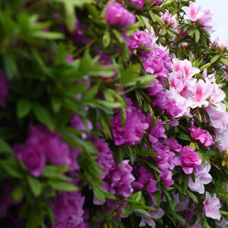 Najkrajšie druhy Azalky pre vašu kvetinovú záhradu