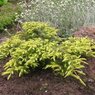 Nana aurea