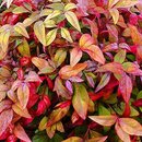 Nandina