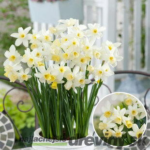 Narcis biely, balenie 3 ks NARCISSUS WHITE