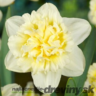 Narcis Ice King, výška 15/+ cm, v črepníku 1l NARCISSUS ICE KING