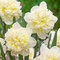 Narcis Ice King, výška 15/+ cm, v črepníku 3l NARCISSUS ICE KING
