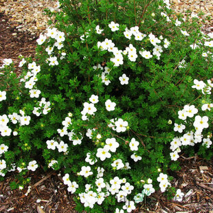 Nátržník krovitý Abbotswood 15/25 cm, v črepníku 2l Potentilla fruticosa Abbotswood