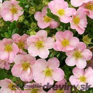 Nátržník krovitý Lovely Pink 25/35 cm, v črepníku 2l Potentilla fruticosa Lovely Pink