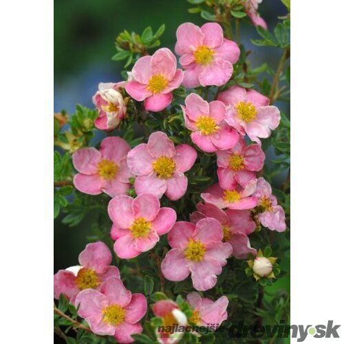 Nátržník krovitý ‘New Dawn‘, výška 15/+ cm, v črepníku Potentilla fruticosa ‘New Dawn‘