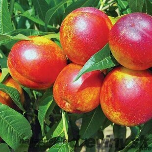 Nektarinka HARCO už rodiaca stredne skorá, výška 180/200 cm, podpník broskyňa Rakonievická, v črepníku Prunus nucipersica Harco