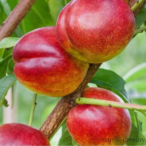 Nektárinka Harco v črepníku 10 l, výška 180/200 cm, už rodiaca Prunus nucipersica Harceo