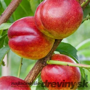 Nektárinka Harco v črepníku výška 180/200 cm, už rodiaca Prunus nucipersica Harceo