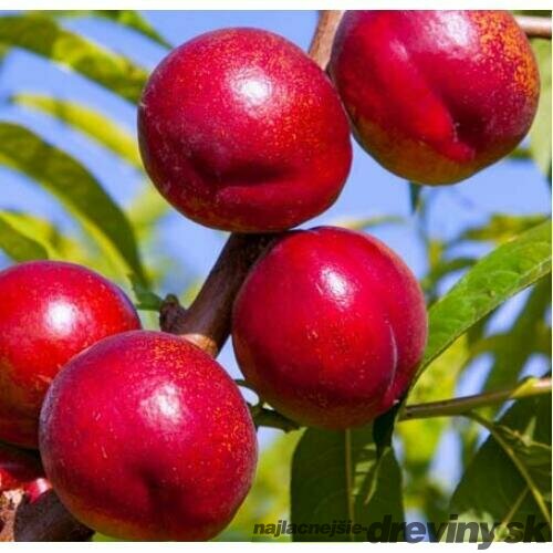 Nektarinka Harco, voľnokorenná 1-ročná Prunus persica