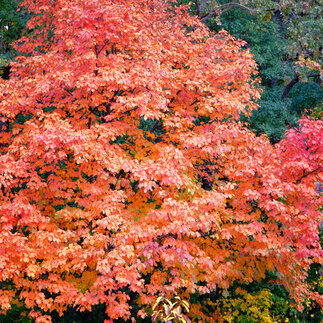 Obľúbené listnaté stromy: Dub červený a jeho druhy v záhrade pre rok 2022