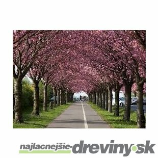 Okrasná čerešňa Royal Burgundy, na kmienku 130/150 cm, v črepníku Prunus serrulata Royal Burgundy