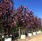 Okrasná čerešňa Royal Burgundy, obvod kmienka 10/12 cm, výška 250/350 cm, v črepníku Prunus serrulata Royal Burgundy